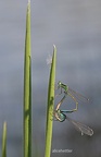 Spanische Pechlibelle (Ischnura graellsii)